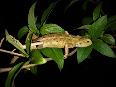 Calotes versicolor