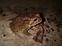 Duttaphrynus melanostictus
