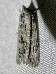 Catabenoides