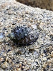 Plicopurpura columellaris