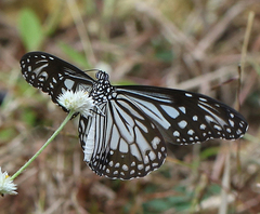 Parantica aglea aglea