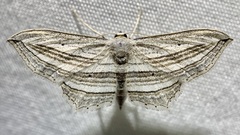 Arcobara multilineata