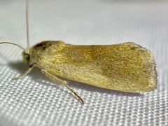 Ponometia bicolorata