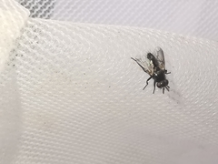 Ligeria angusticornis