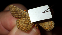 Euphydryas aurinia debilis