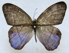 Amiga arnaca