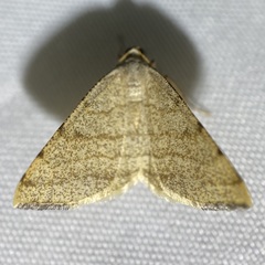 Taeniogramma octolineata