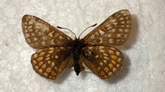 Euphydryas aurinia debilis