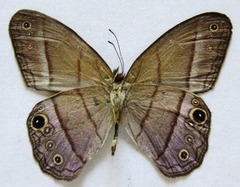 Amiga arnaca
