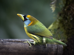 Red-Headed Barbet photo 5