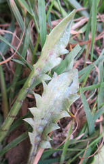 Eryngium vesiculosum