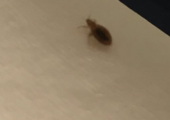 Cimex lectularius
