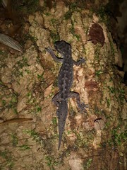 Cyrtodactylus semiadii