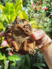 Staurotypus salvinii
