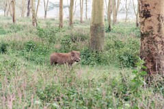 Phacochoerus africanus massaicus