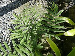 Pteris pacifica