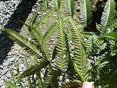 Pteris pacifica