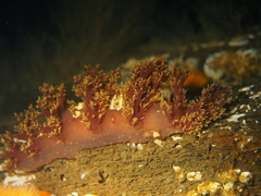 Dendronotus lacteus