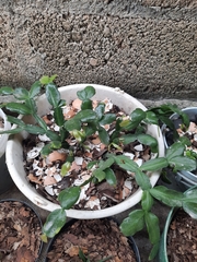 Rhipsalidopsis gaertneri