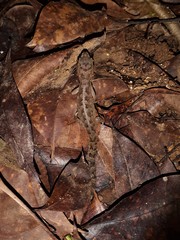 Cyrtodactylus semiadii