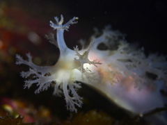 Dendronotus lacteus