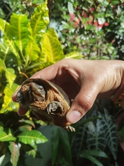 Staurotypus salvinii