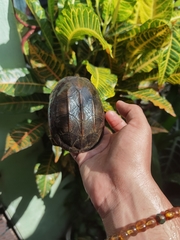 Staurotypus salvinii