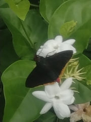 Lepidoptera