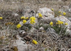 Draba cuspidata