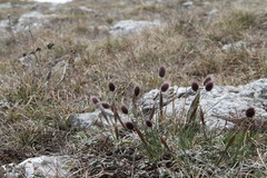 Alopecurus vaginatus