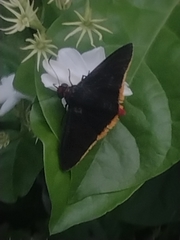 Lepidoptera