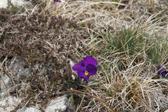Viola oreades