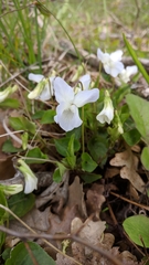 Viola sieheana
