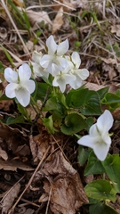 Viola sieheana