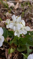 Viola sieheana