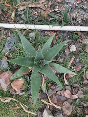 Aloe vera vera