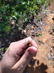 Teratopactus