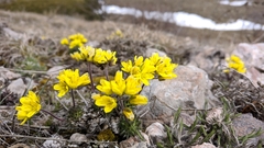 Draba cuspidata