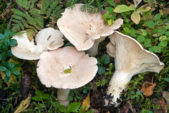 Infundibulicybe gigas