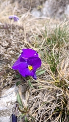 Viola oreades
