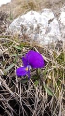 Viola oreades