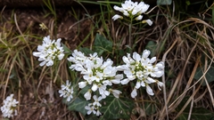 Noccaea macrantha