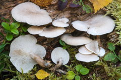 Ossicaulis lachnopus