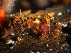 Dendronotus lacteus