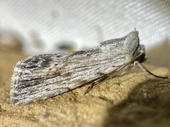 Catabenoides