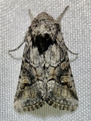 Lacinipolia rodora