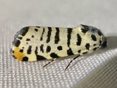 Tarache idella