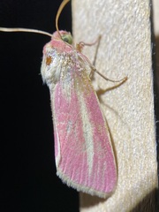 Heliocheilus julia