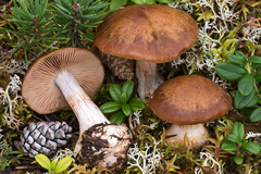 Cortinarius scaurus
