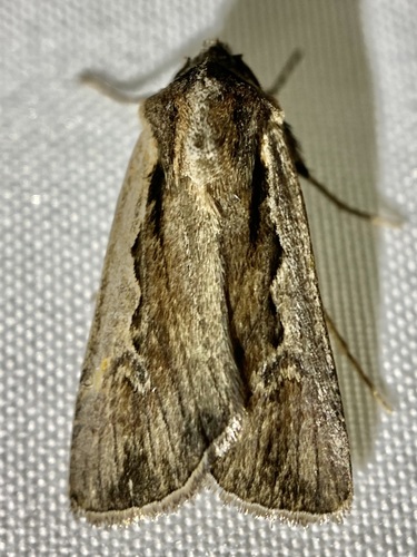 Euxoa hollemani photo 3